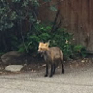 Meet your Posher, Damien